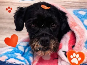 Cachorro raça Shitzu idade 6 ou mais anos nome Lost