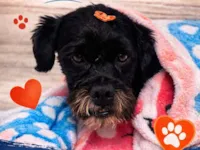 Cachorro raça Shitzu idade 6 ou mais anos nome Lost