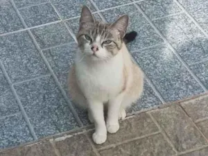 Gato raça SRD-ViraLata idade 7 a 11 meses nome Gata