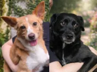 Cachorro raça SRD-ViraLata idade 5 anos nome Júnior