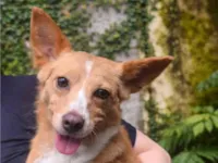 Cachorro raça SRD-ViraLata idade 5 anos nome Aya