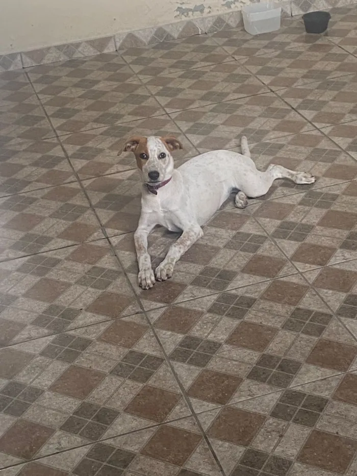 Cachorro raça SRD-ViraLata idade 2 a 6 meses nome Mel