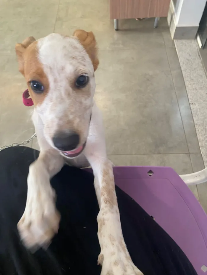 Cachorro raça SRD-ViraLata idade 2 a 6 meses nome Mel