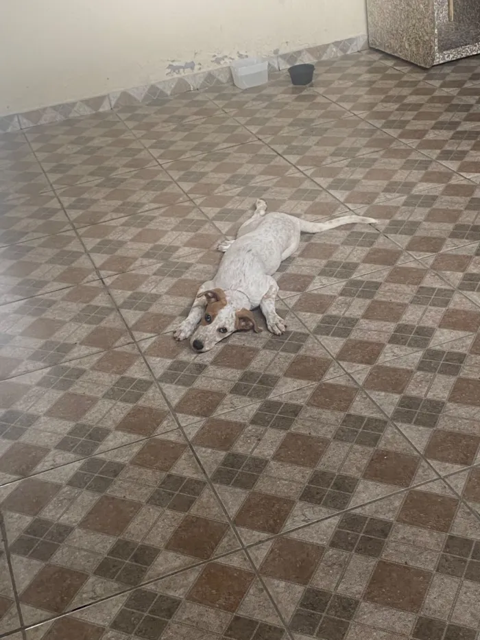 Cachorro raça SRD-ViraLata idade 2 a 6 meses nome Mel