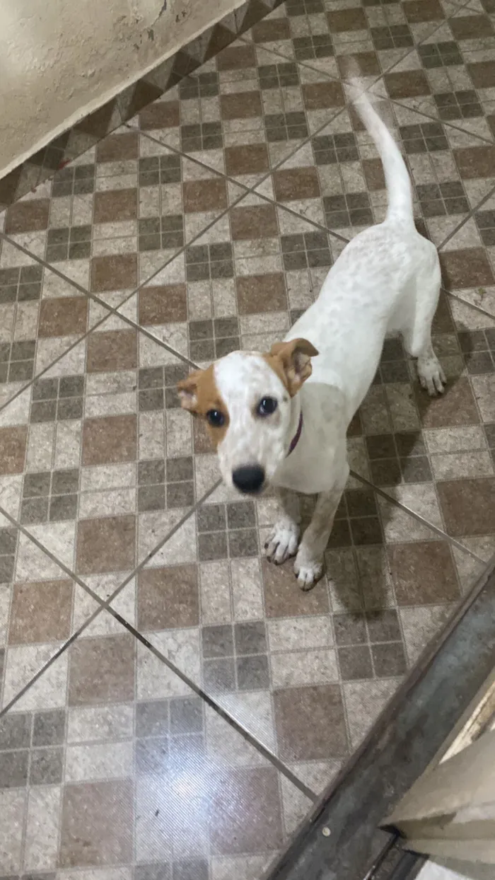 Cachorro raça SRD-ViraLata idade 2 a 6 meses nome Mel