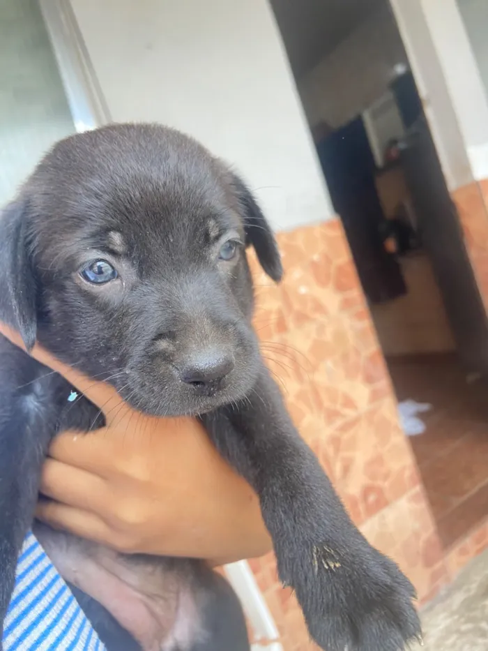 Cachorro raça SRD-ViraLata idade Abaixo de 2 meses nome Ainda não tem