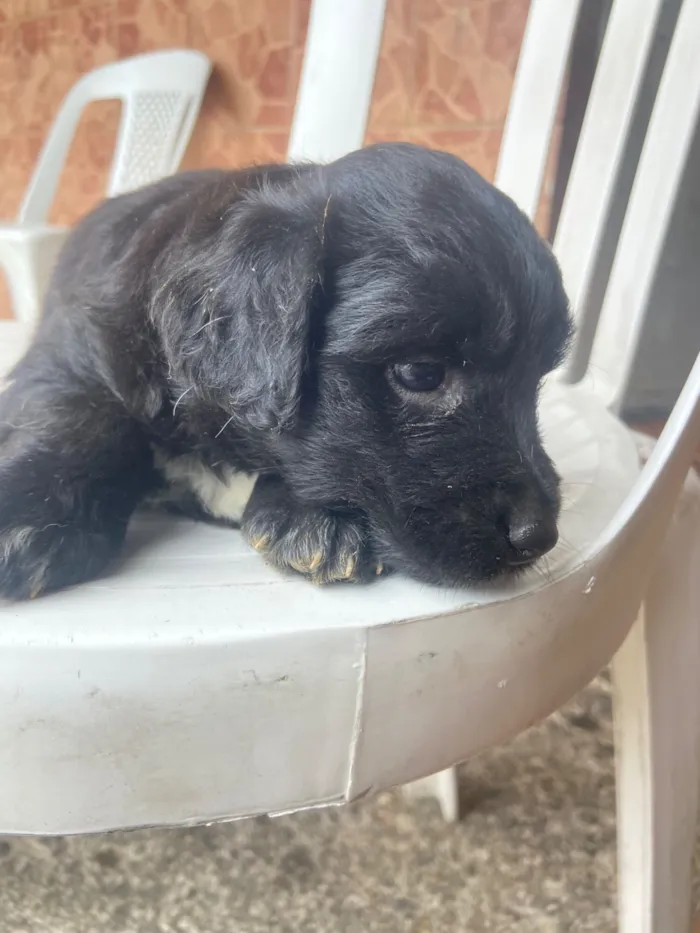 Cachorro raça SRD-ViraLata idade Abaixo de 2 meses nome Ainda não tem