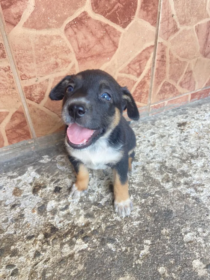 Cachorro raça SRD-ViraLata idade Abaixo de 2 meses nome Ainda não tem