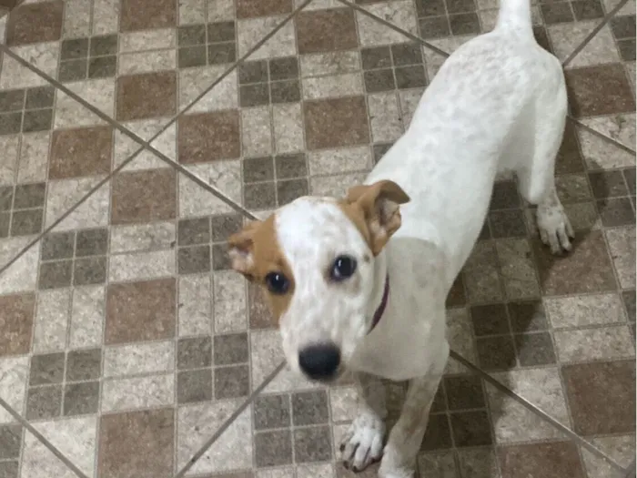 Cachorro raça SRD-ViraLata idade 2 a 6 meses nome Mel