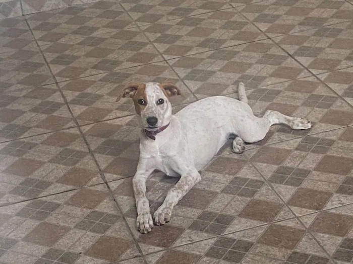 Cachorro raça SRD-ViraLata idade 2 a 6 meses nome Mel