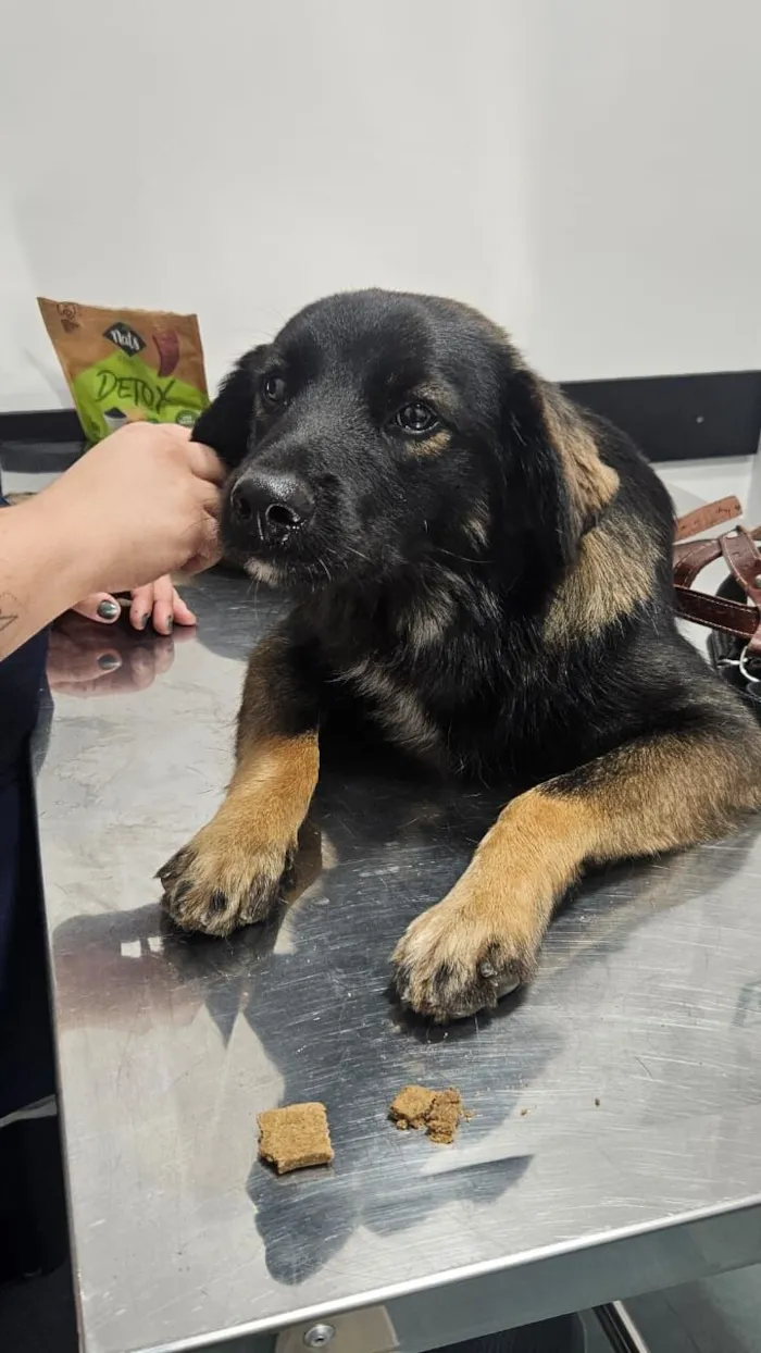 Cachorro raça SRD-ViraLata idade 2 anos nome Bob Marley