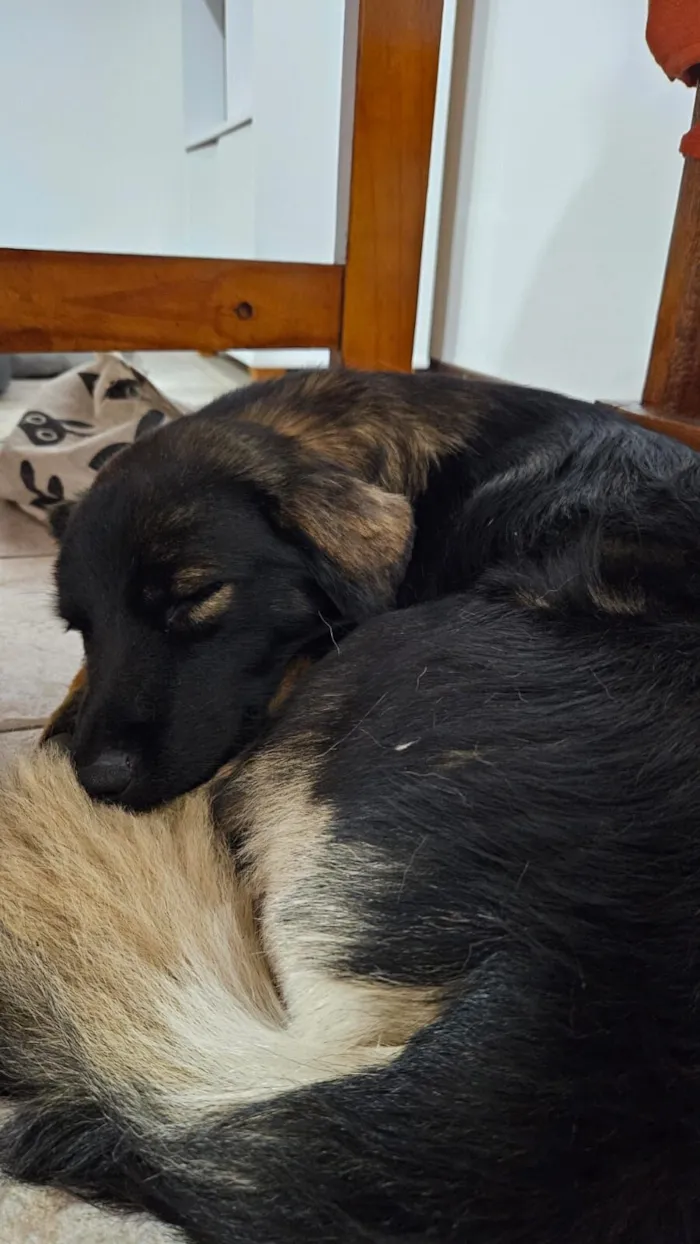 Cachorro raça SRD-ViraLata idade 2 anos nome Bob Marley