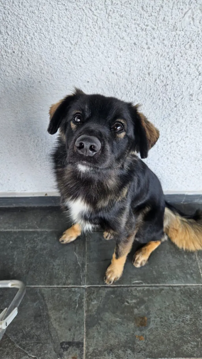 Cachorro raça SRD-ViraLata idade 2 anos nome Bob Marley