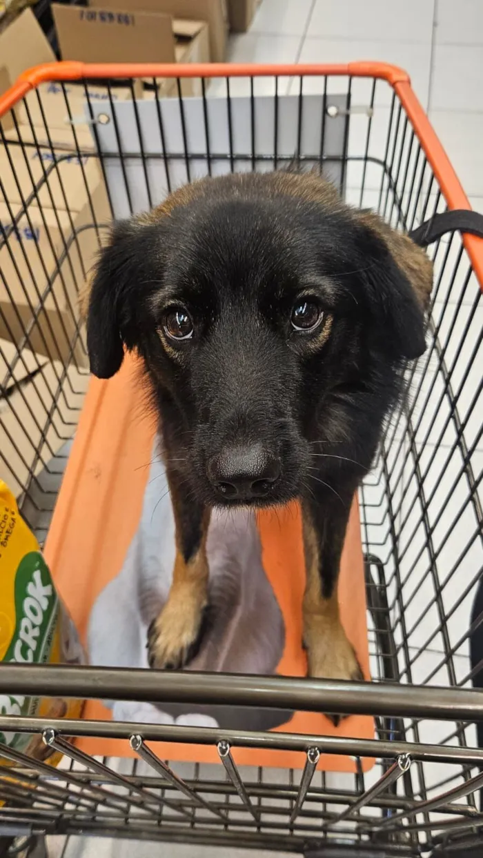 Cachorro raça SRD-ViraLata idade 2 anos nome Bob Marley