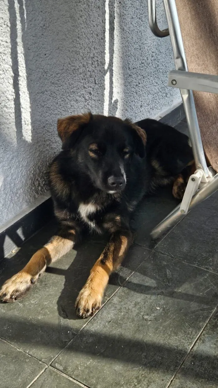 Cachorro raça SRD-ViraLata idade 2 anos nome Bob Marley