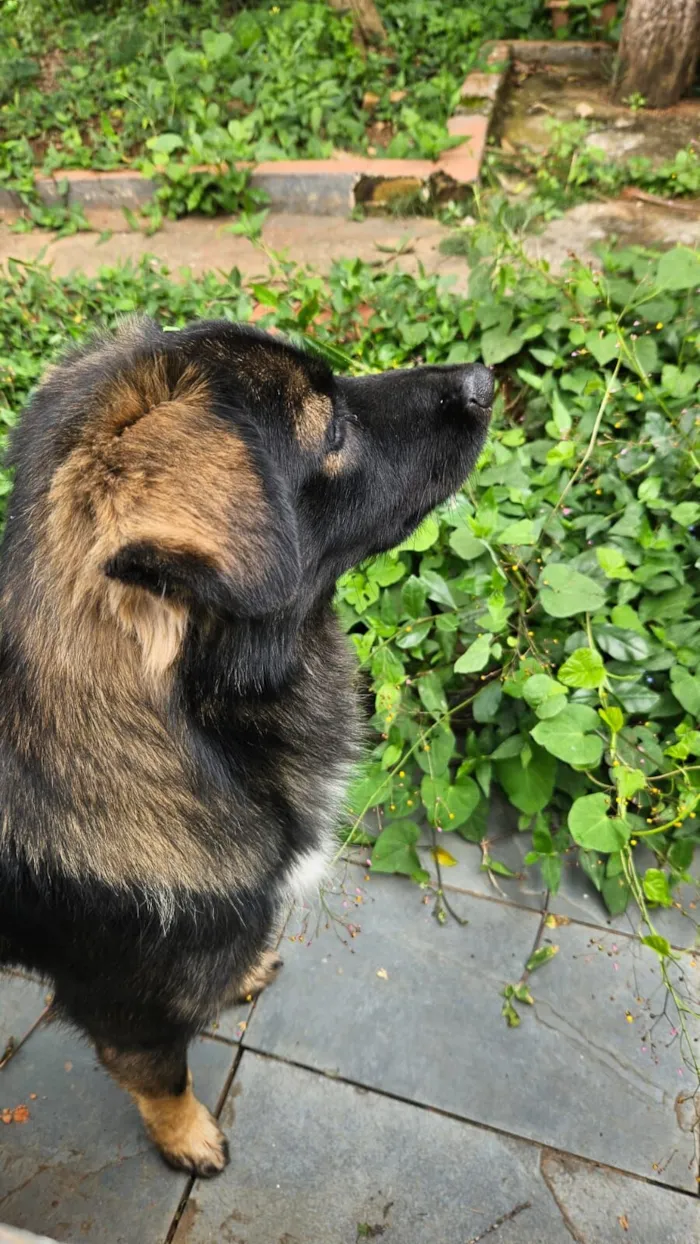 Cachorro raça SRD-ViraLata idade 2 anos nome Bob Marley