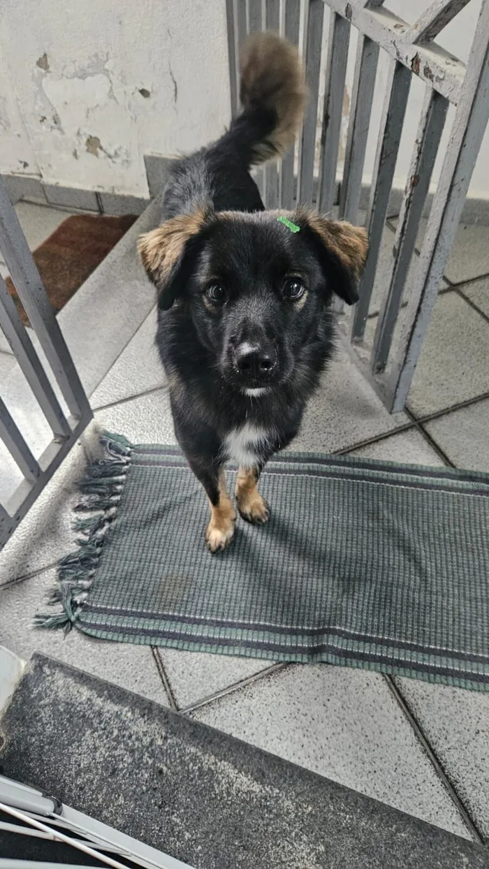 Cachorro raça SRD-ViraLata idade 2 anos nome Bob Marley