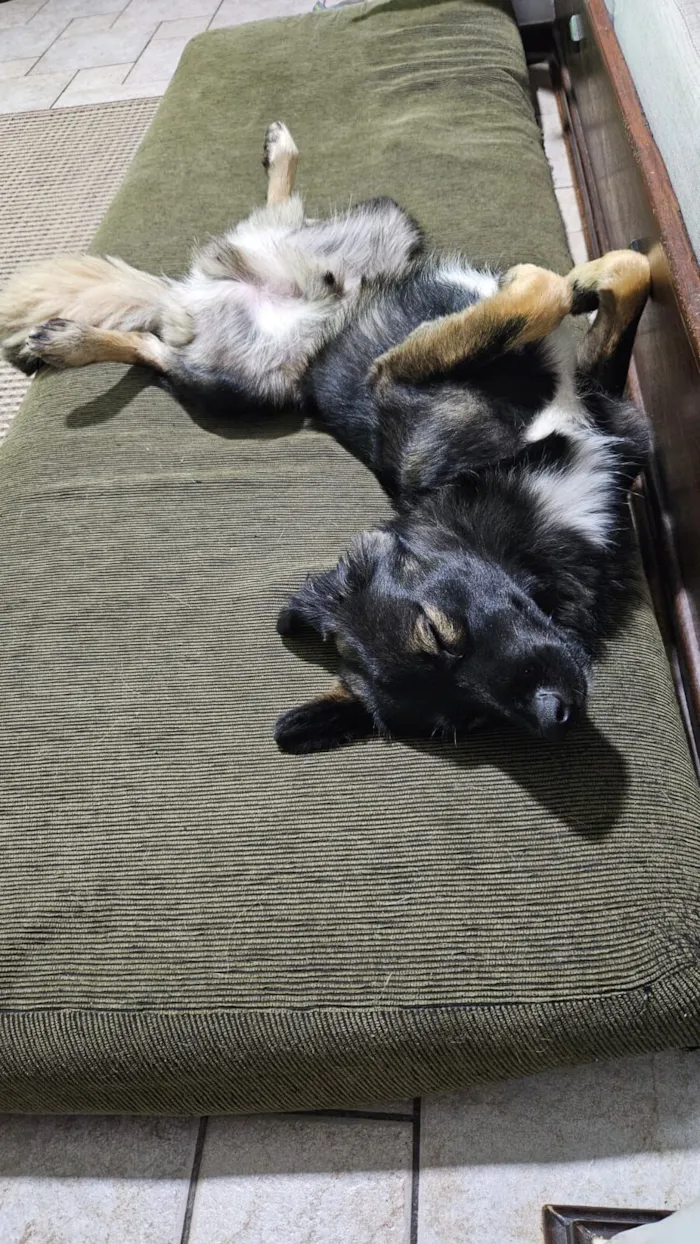 Cachorro raça SRD-ViraLata idade 2 anos nome Bob Marley