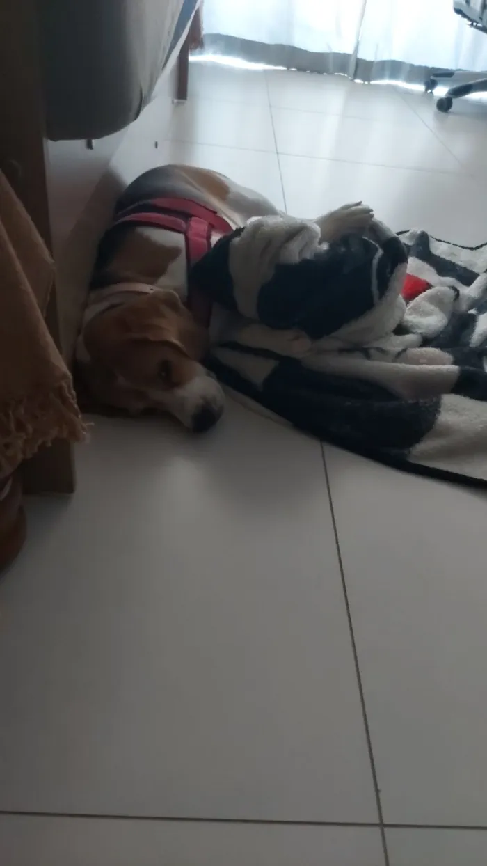 Cachorro raça Beagle idade 1 ano nome Não sei