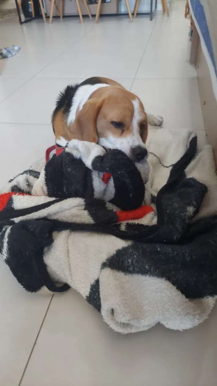 Cachorro raça Beagle idade 1 ano nome Não sei
