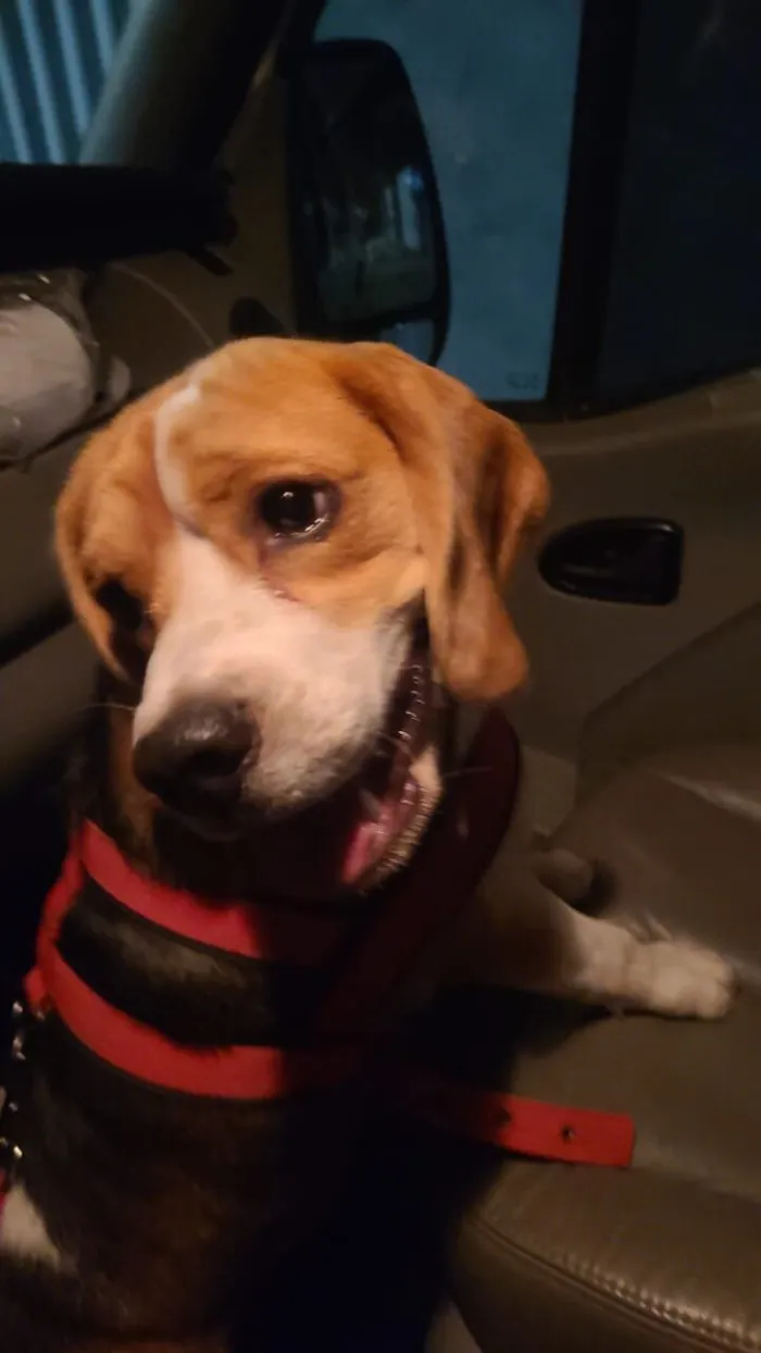 Cachorro raça Beagle idade 1 ano nome Não sei