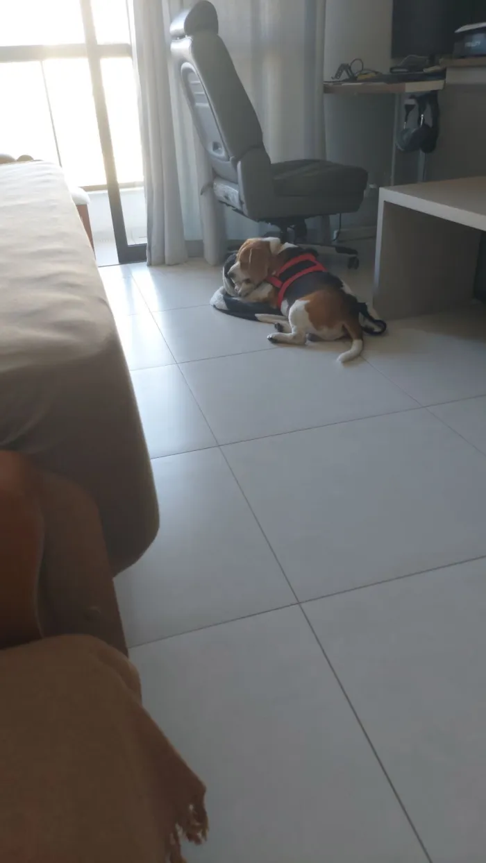 Cachorro raça Beagle idade 1 ano nome Não sei