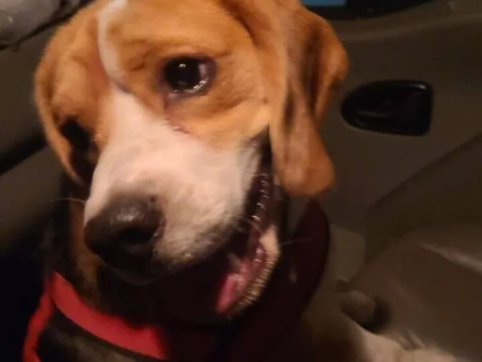 Cachorro raça Beagle idade 1 ano nome Não sei