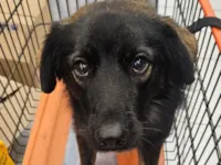 Cachorro raça SRD-ViraLata idade 2 anos nome Bob Marley