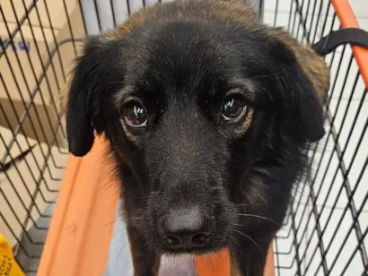 Cachorro raça SRD-ViraLata idade 2 anos nome Bob Marley