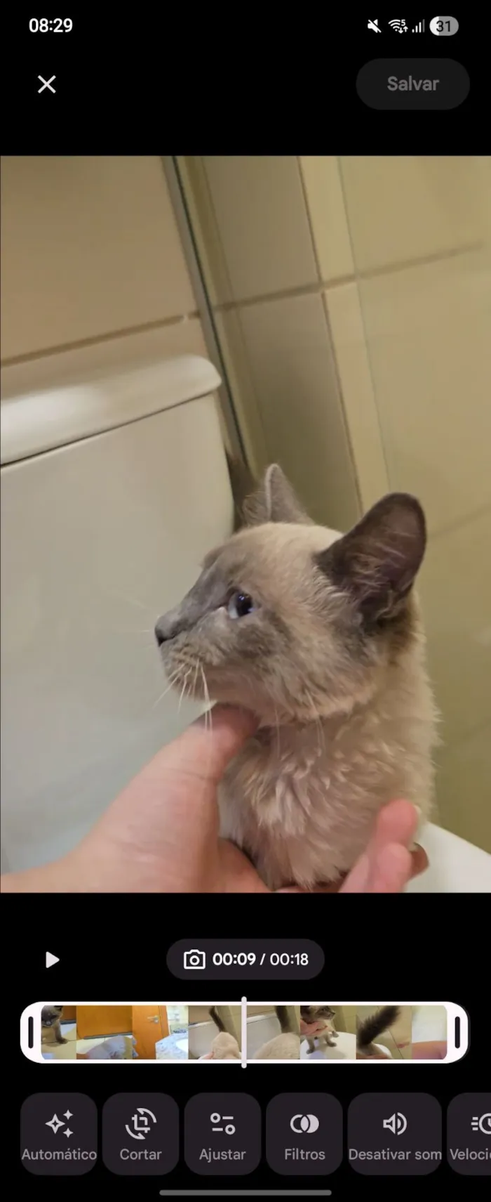 Gato raça SRD-ViraLata idade 2 a 6 meses nome sem nome