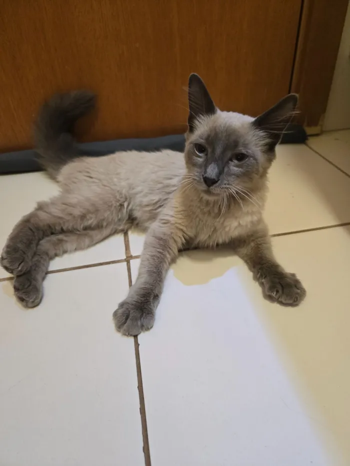 Gato raça SRD-ViraLata idade 2 a 6 meses nome sem nome