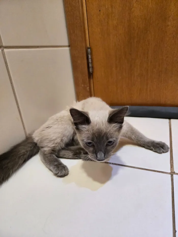Gato raça SRD-ViraLata idade 2 a 6 meses nome sem nome