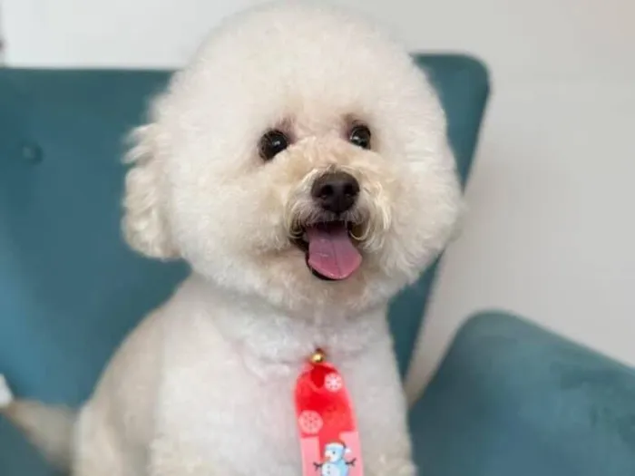 Cachorro raça Poodle idade 6 ou mais anos nome Thomas 