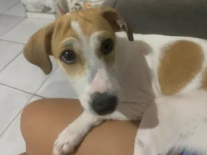 Cachorro raça SRD-ViraLata idade 2 a 6 meses nome Kira