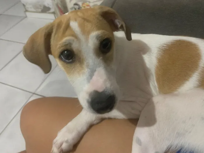 Cachorro raça SRD-ViraLata idade 2 a 6 meses nome Kira