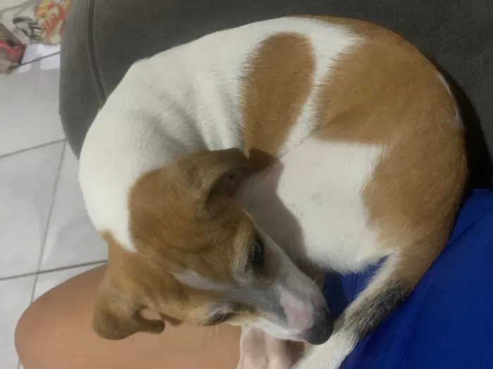 Cachorro raça SRD-ViraLata idade 2 a 6 meses nome Kira