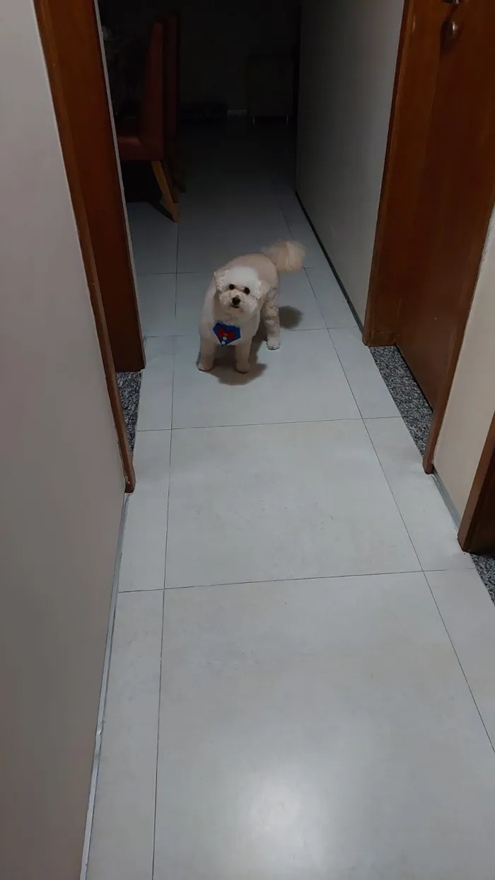 Cachorro raça Poodle idade 6 ou mais anos nome Thomas 