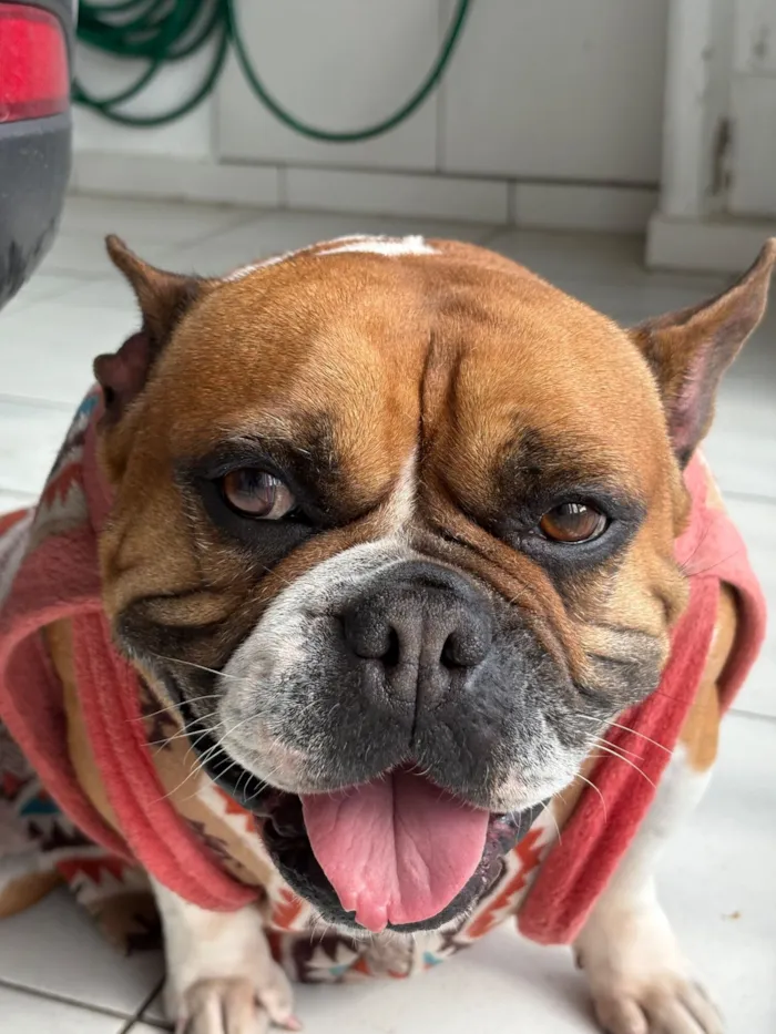 Cachorro raça Boxer idade 6 ou mais anos nome Paçoca 