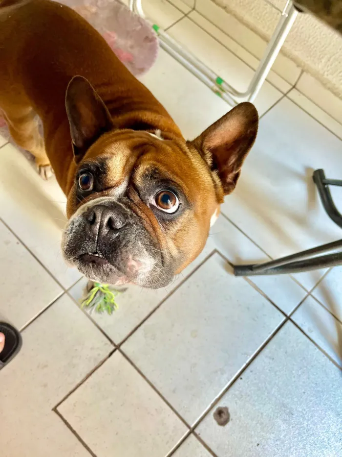 Cachorro raça Boxer idade 6 ou mais anos nome Paçoca 