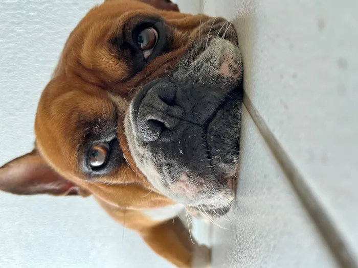 Cachorro raça Boxer idade 6 ou mais anos nome Paçoca 