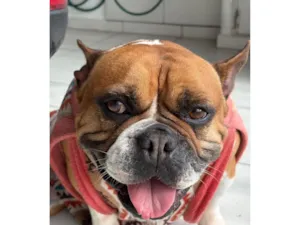 Cachorro raça Boxer idade 6 ou mais anos nome Paçoca 