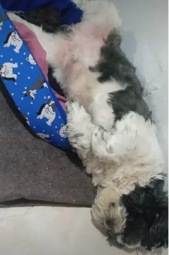 Cachorro raça Shitzu idade 6 ou mais anos nome George