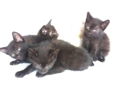 Gato raça SRD-ViraLata idade Abaixo de 2 meses nome gatinhos 