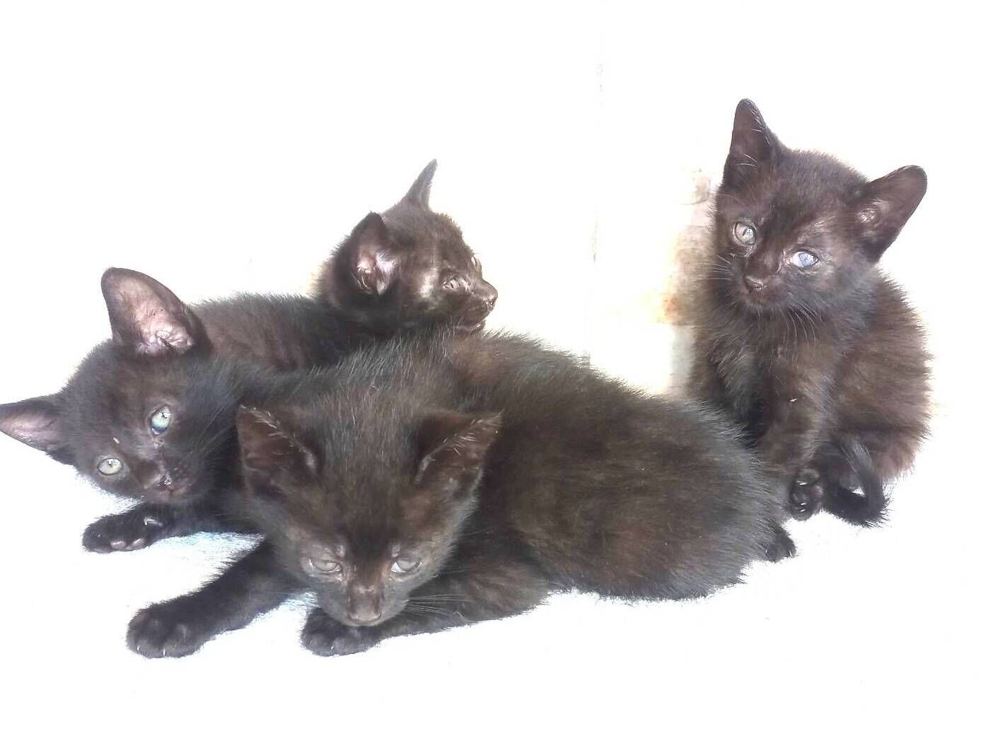 Gato raça SRD-ViraLata idade Abaixo de 2 meses nome gatinhos 