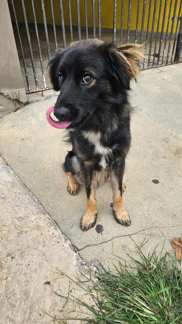 Cachorro raça SRD-ViraLata idade 2 anos nome Bob Marley