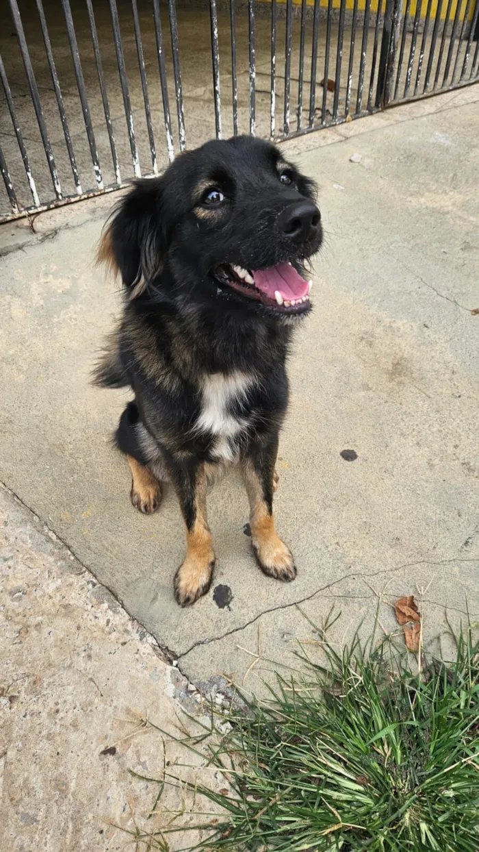 Cachorro raça SRD-ViraLata idade 2 anos nome Bob Marley