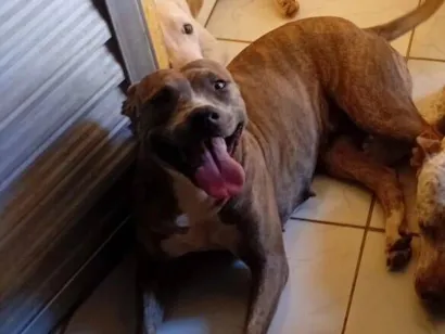 Cachorro raça Pit-Bull idade 2 anos nome leona
