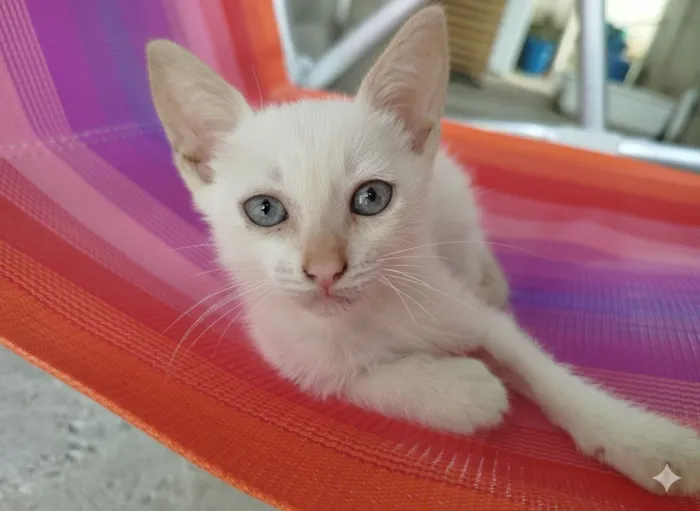 Gato raça Angorá idade Abaixo de 2 meses nome Katusha