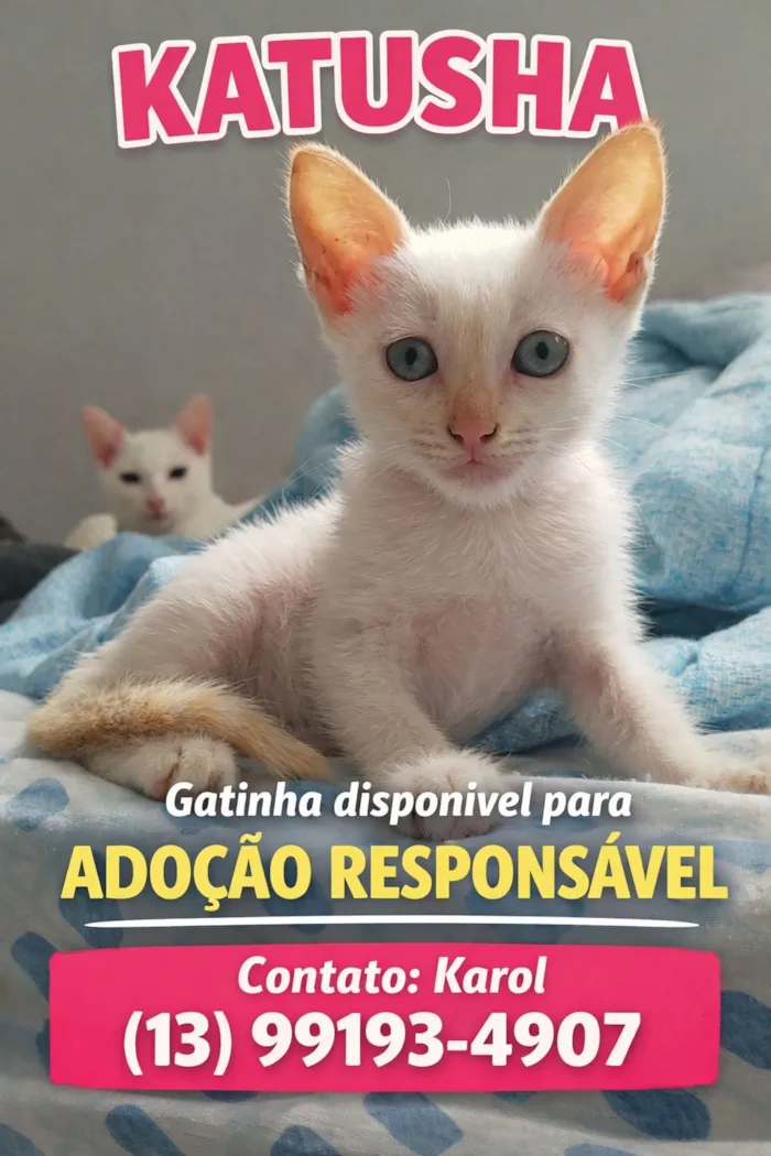 Gato raça Angorá idade Abaixo de 2 meses nome Katusha