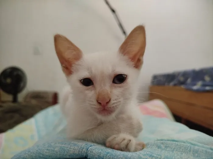 Gato raça Angorá idade Abaixo de 2 meses nome Katusha